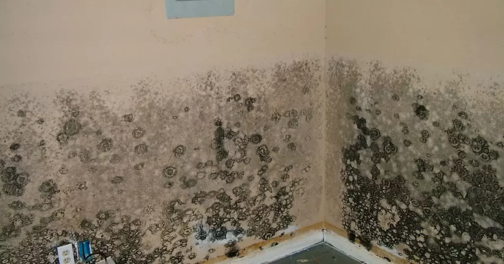 Understanding the Causes of Mold in an RV
