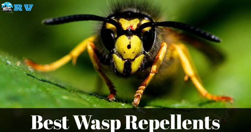 Effective Wasp Repellents for Your RV