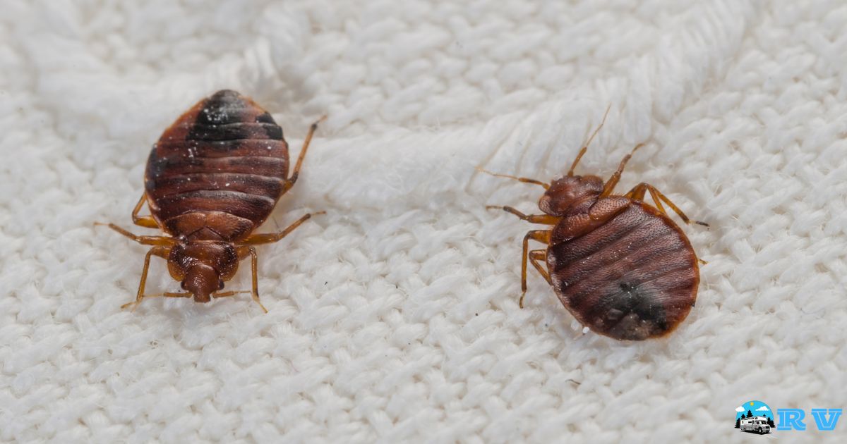 How To Get Rid Of Bed Bugs In RV?