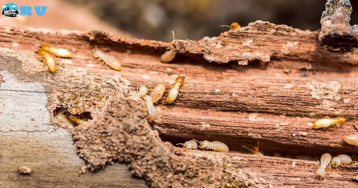 How To Get Rid Of Termites In An RV?