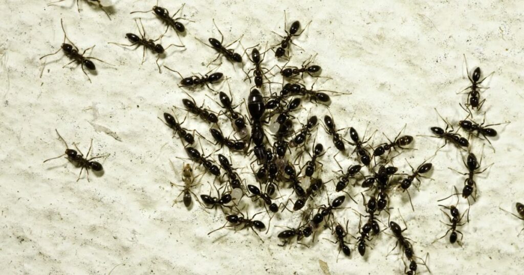 Miscellaneous Tips to Keep Ants Out