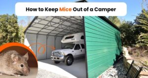 How To Keep Mice Out Of RV?