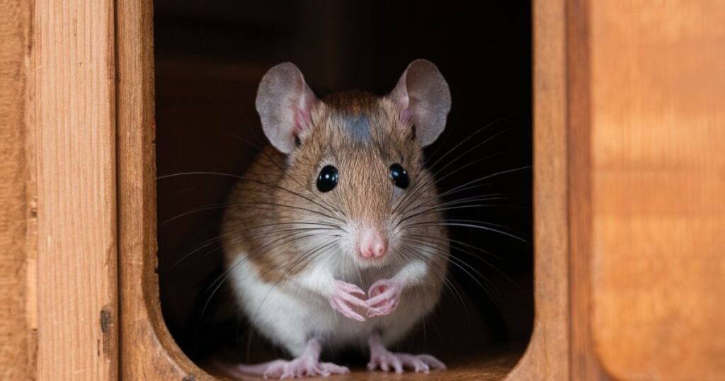 What to Do If Mice Get Inside Your RV